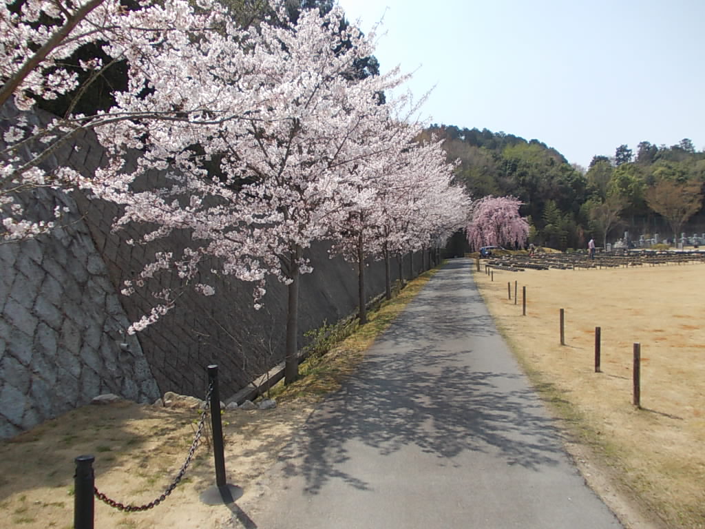 １３本の桜があります