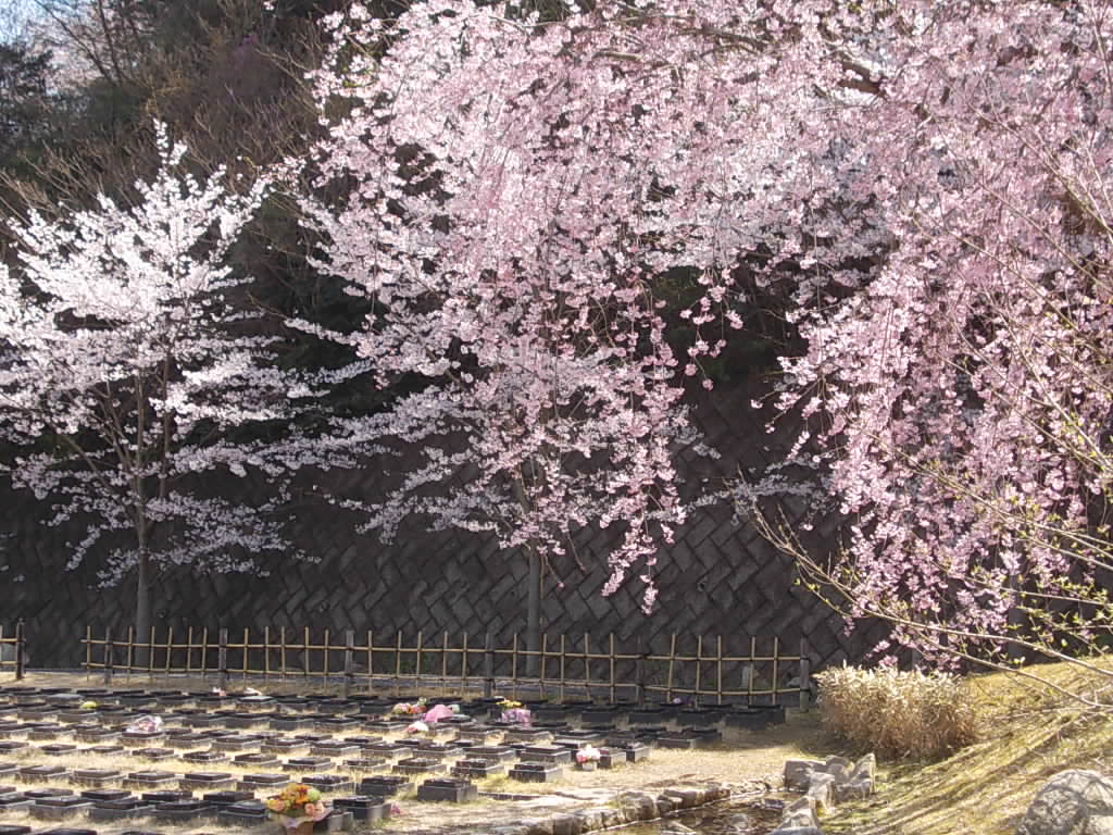 しだれ桜