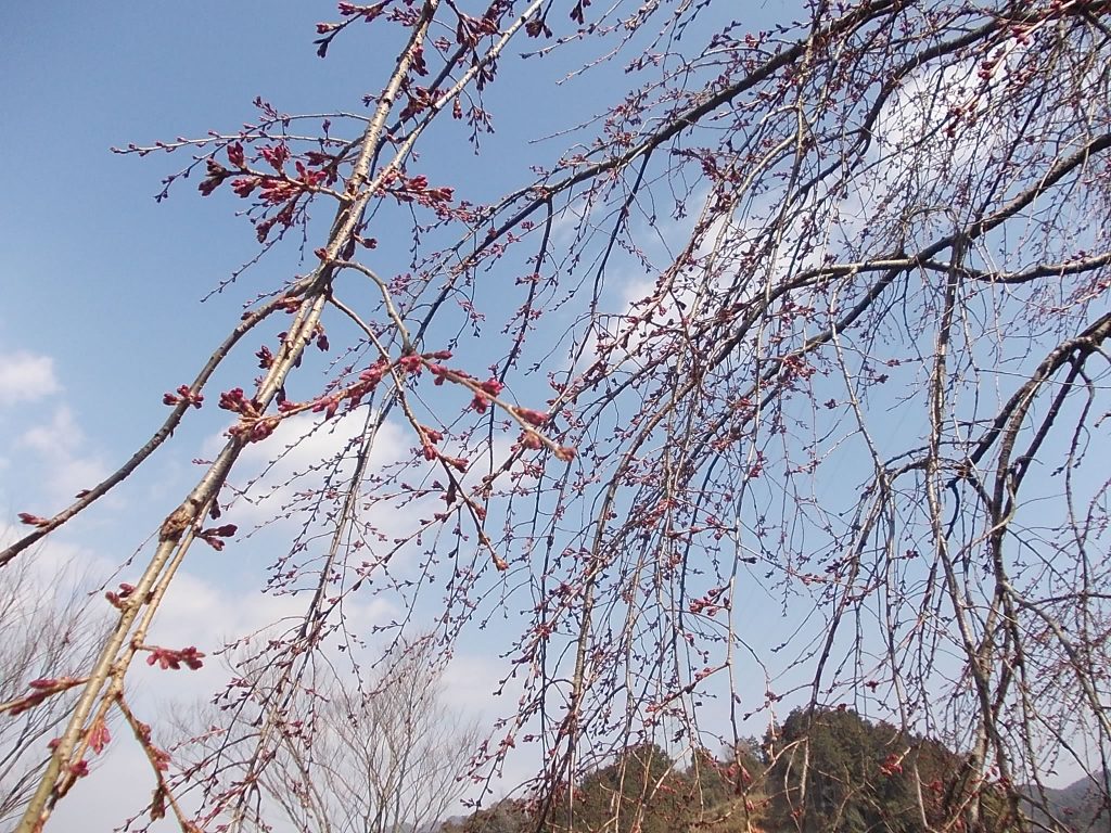 桜のつぼみ