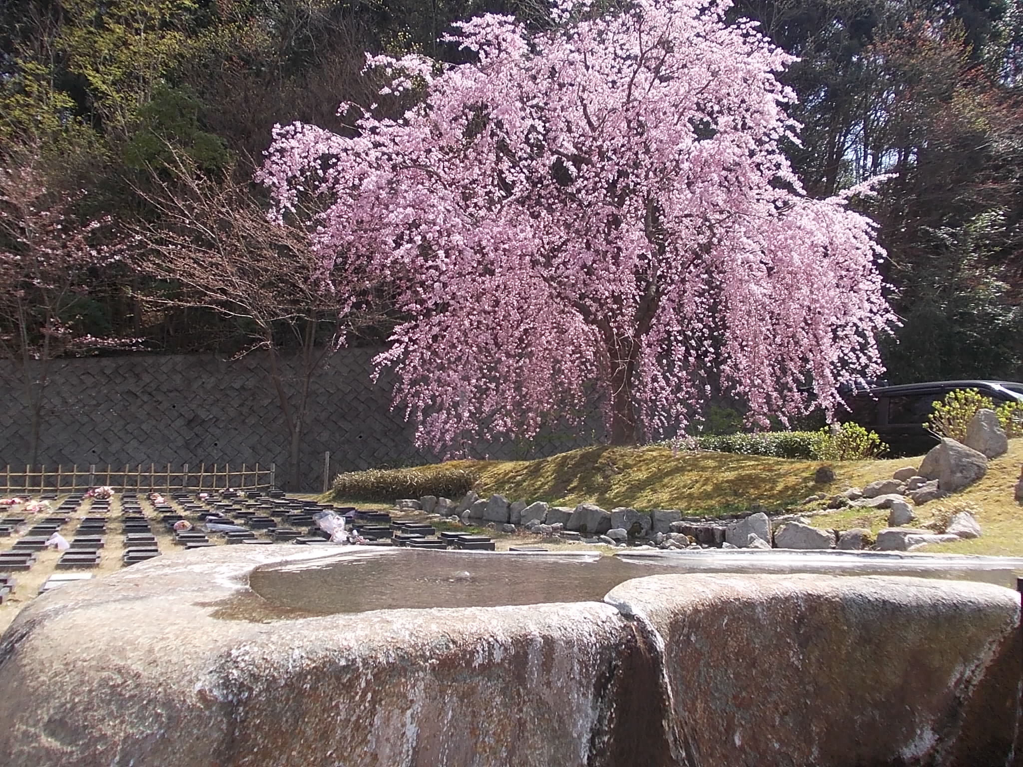 ３月26日桜
