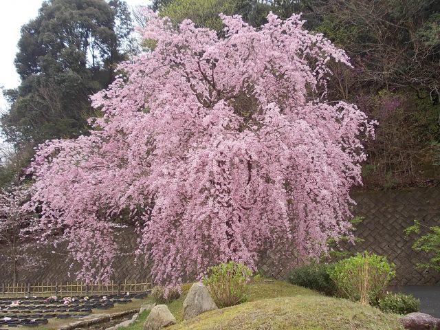 桜