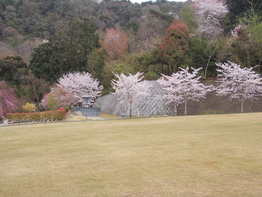 桜がいっぱい