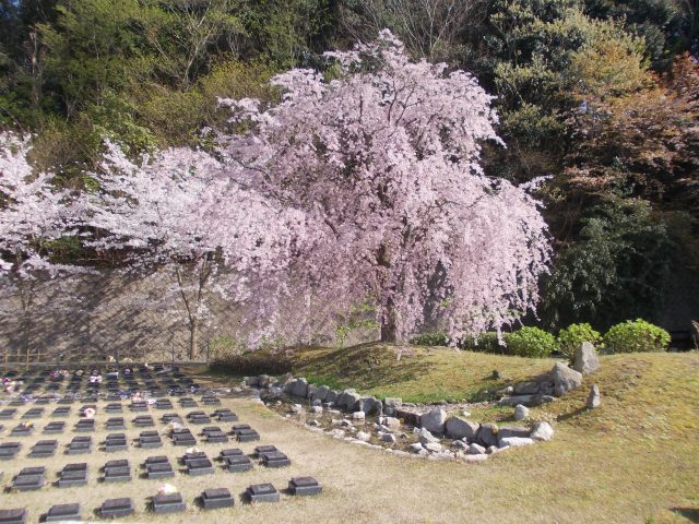 芝桜と枝垂桜