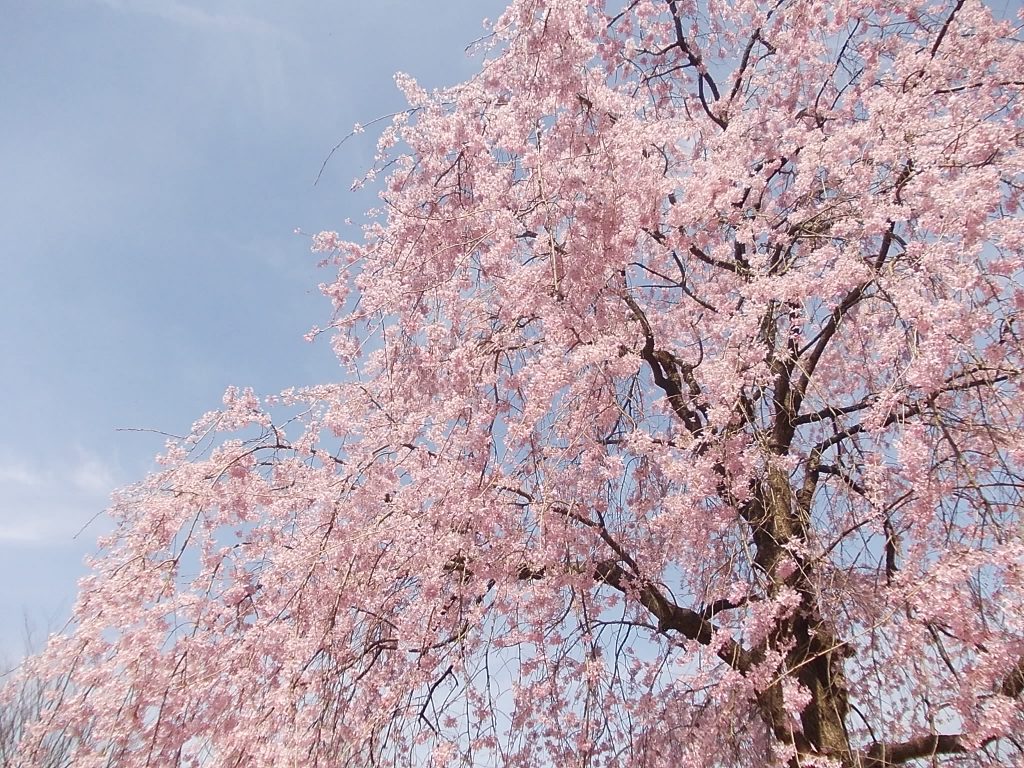 桜満開