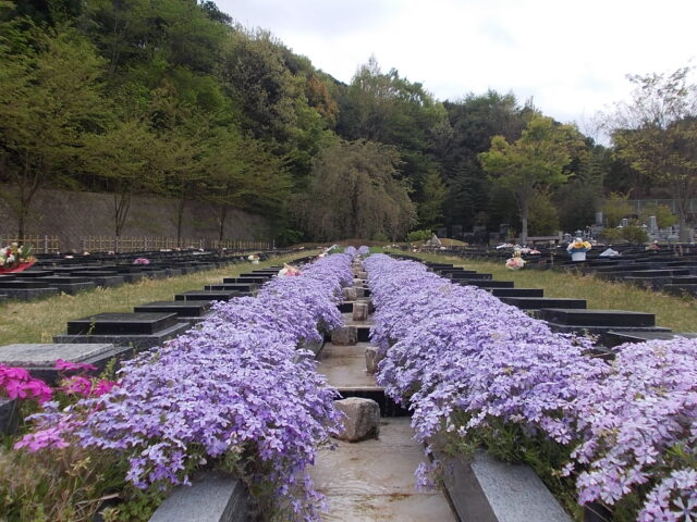 桜下庭園樹木葬芝桜