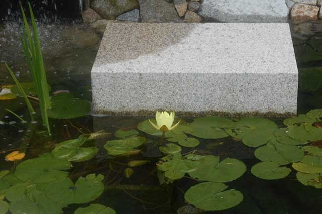 天ケ瀬メモリアル公園の蓮