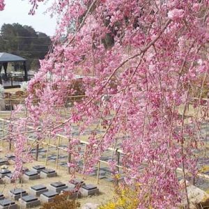 天ケ瀬メモリアル公園の桜
