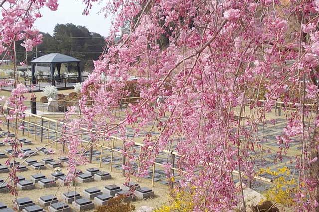 天ケ瀬メモリアル公園の桜