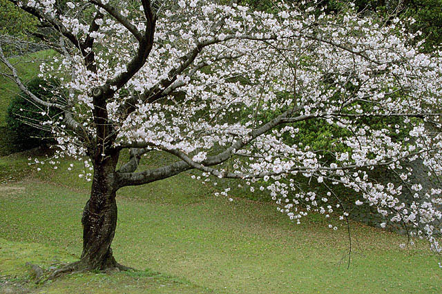 桜・樹木葬の墓標